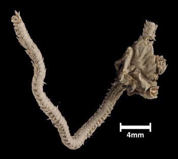 Media type: image;   Invertebrate Zoology OPH-1321 Aspect: dorsal